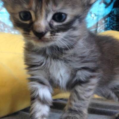 Das wohl traurigste Kätzchen der Welt