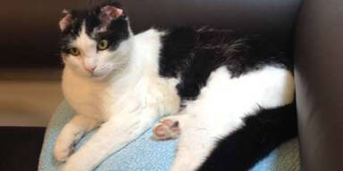 Kater überlebt 8km- Fahrt in Stoßstange