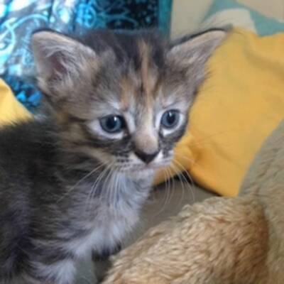 Das wohl traurigste Kätzchen der Welt