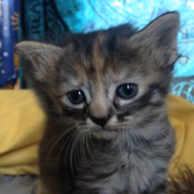 Das wohl traurigste Kätzchen der Welt