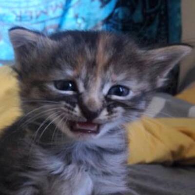 Das wohl traurigste Kätzchen der Welt