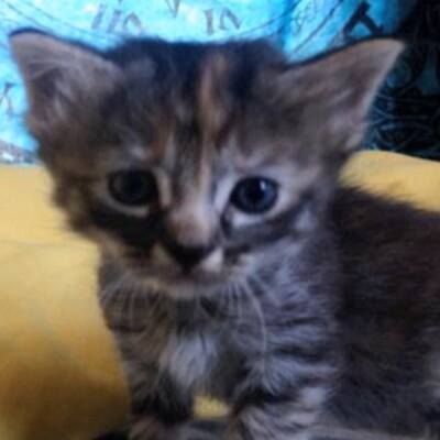 Das wohl traurigste Kätzchen der Welt