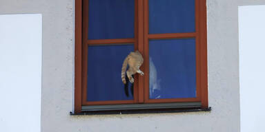 Katze steckte stundenlang in gekipptem Fenster fest