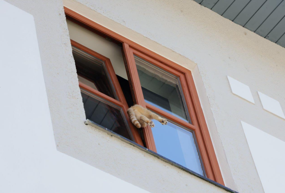 Katze steckte stundenlang in gekipptem Fenster fest