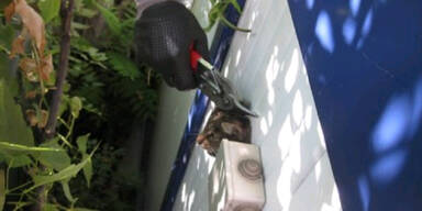 Arme Katze blieb in Wand stecken