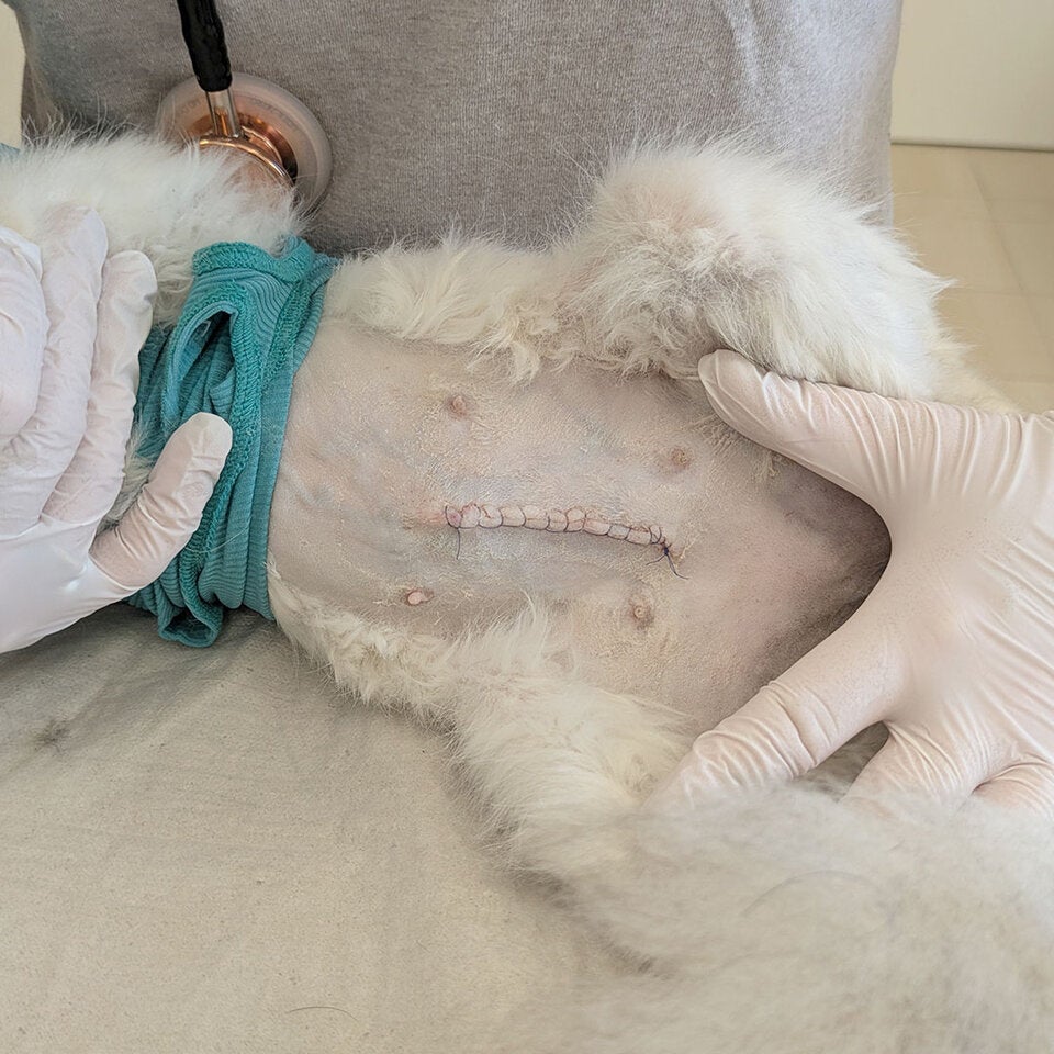 Katze auf Spielplatz zurückgelassen