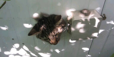 Arme Katze blieb in Wand stecken