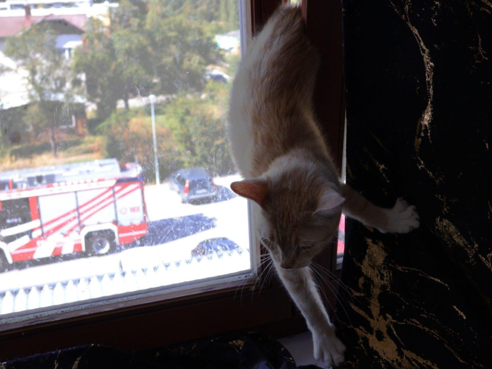 Katze steckte stundenlang in gekipptem Fenster fest