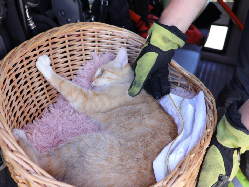 Katze steckte stundenlang in gekipptem Fenster fest