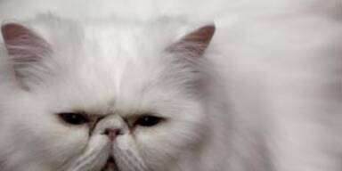 katze