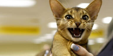 katze