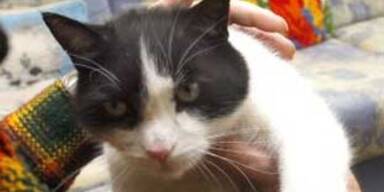 katze