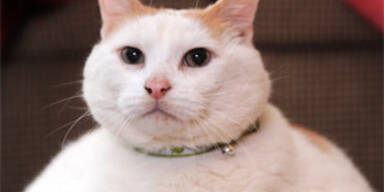 20-Kilo-Kater mit neuem Zuhause