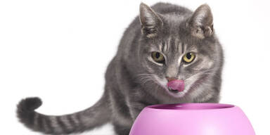 Welches Katzenfutter ist gut?