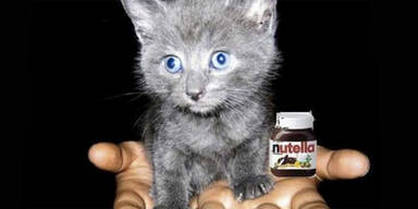 Katze Nutella IS