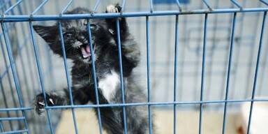 katze_reutesr