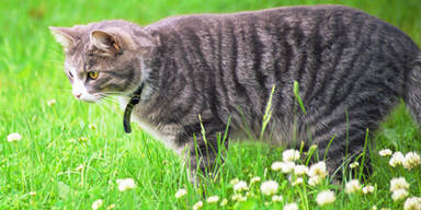 Katzen retten Vorarlberger das Leben