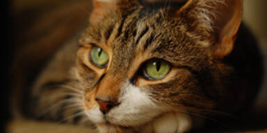 katze_sxc