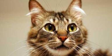 katze_sxc_95938e