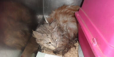 Wertvolle Katze in Koffer ausgesetzt.