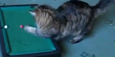 K&auml;tzchen spielt Billard mit den Pfoten