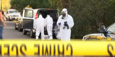 Frau hielt 150 Katzen gefangen