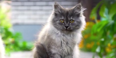 katzen.png