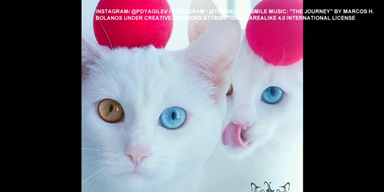 katzen_augen_thump.png