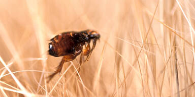 Flachgau: Schule wegen Flohbefalls gesperrt