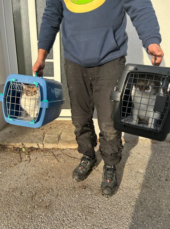 Hunde und Katzen Drama Tulln