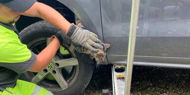 Katzenrettung in Villach