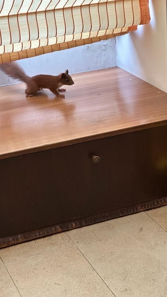 Lugner hatte einen süßen Gast in seinem Schlafzimmer