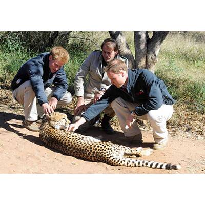 Vuvuzela & Raubtiere: William & Harry in Afrika