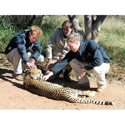 Vuvuzela & Raubtiere: William & Harry in Afrika