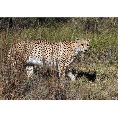 Vuvuzela & Raubtiere: William & Harry in Afrika