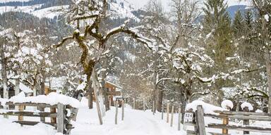 So wird der Garten im verschneiten Winter zum Paradies