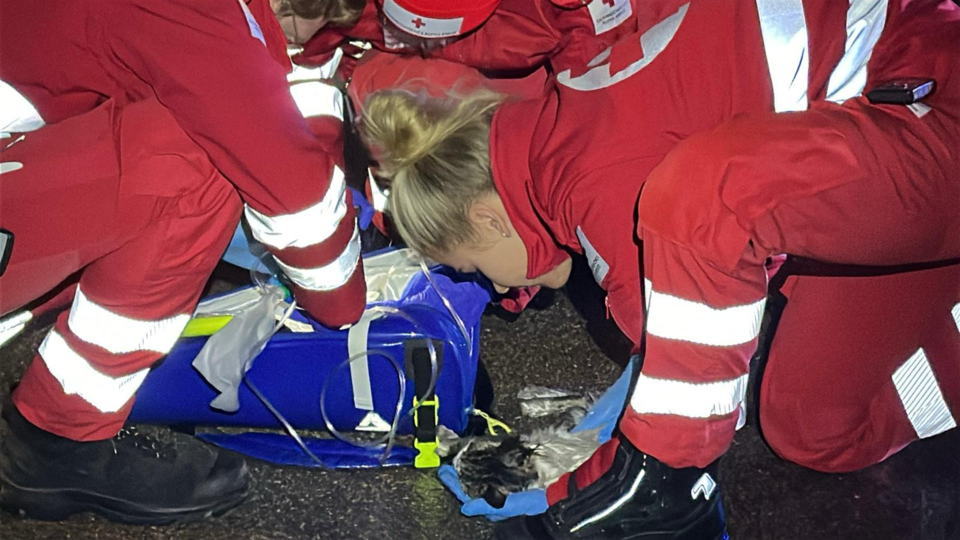 Wohnungsbrand mit Menschenrettung in St. Pölten