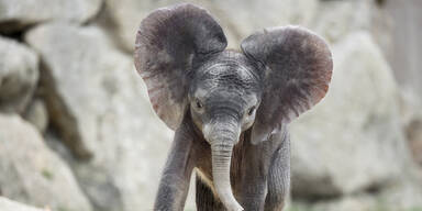 elefant