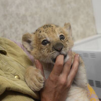 Das ist der erste Liliger der Welt