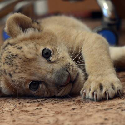 Das ist der erste Liliger der Welt