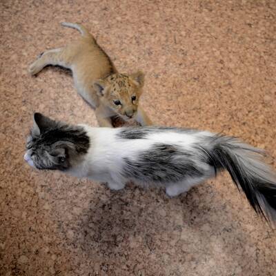 Das ist der erste Liliger der Welt