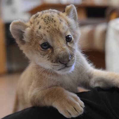 Das ist der erste Liliger der Welt