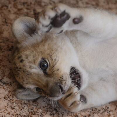 Das ist der erste Liliger der Welt