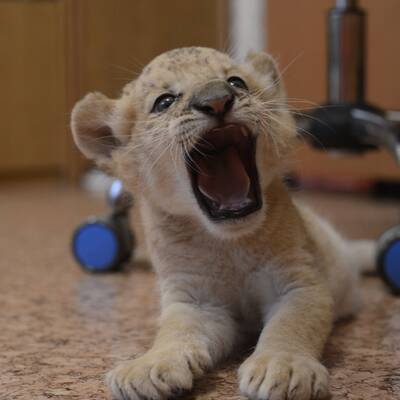 Das ist der erste Liliger der Welt