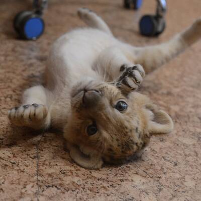 Das ist der erste Liliger der Welt