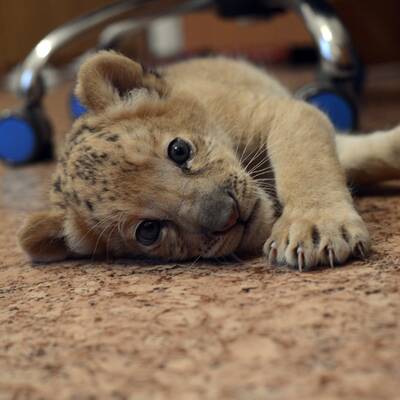 Das ist der erste Liliger der Welt