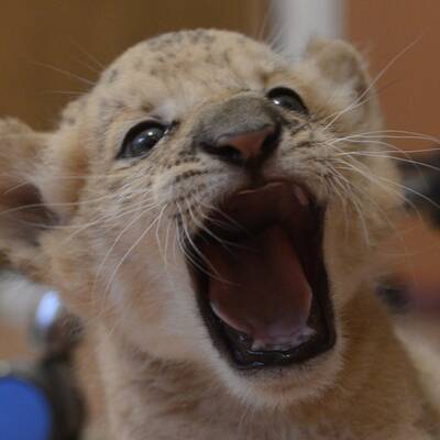 Das ist der erste Liliger der Welt