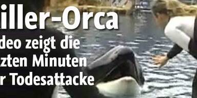 Killer-Orca: Video zeigt die letzte Show