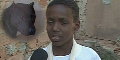 Brasilianischer Bub beißt Pitbull