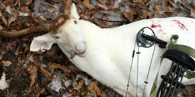 Jäger tötet Albino-Hirsch - Shitstorm 